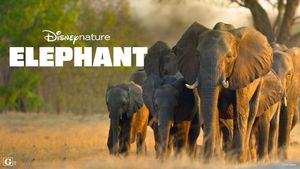 Elephant's poster