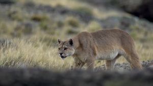 Cougar: On the Trail of the Ghost Cat's poster