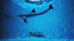 The Big Blue's poster