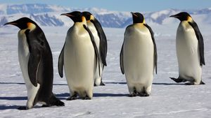 March of the Penguins's poster