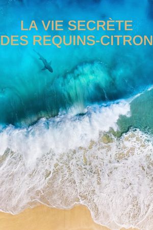 La vie secrète des requins citron's poster