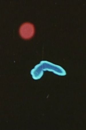 Migration's poster