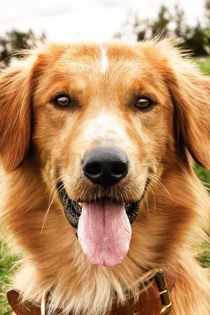 A Dog's Purpose's poster