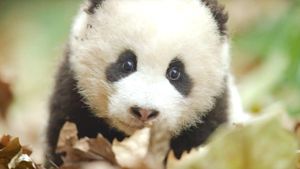 Born in China's poster