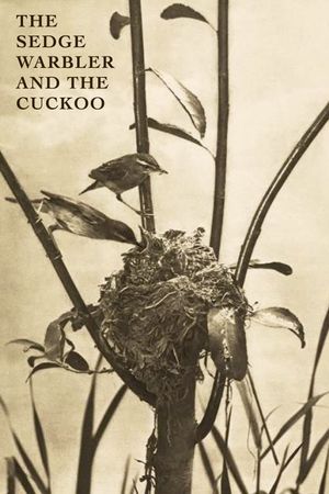 The Sedge Warbler and the Cuckoo's poster