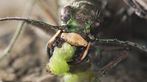 Sandcastle - The Secret Life Of Potter Wasps's poster