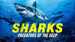 Sharks: Predators of the Deep's poster