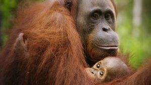 Red Ape: Saving the Orangutan's poster