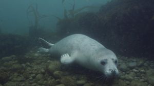 Grey Seals: A Journey of Survival's poster