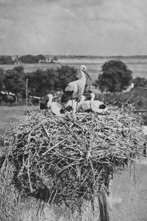 The Storks's poster