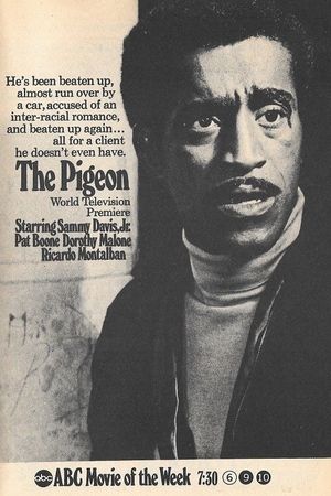 The Pigeon's poster