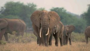 A Life Among Elephants's poster