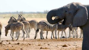 Wild Voices: The Mighty Force of the Animal Kingdom's poster
