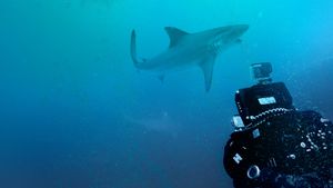 Bull Shark Bandits's poster