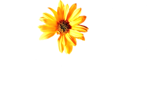 Hope Springs's poster