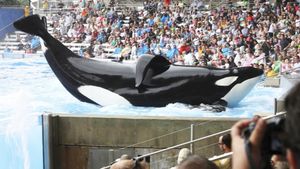 Blackfish's poster