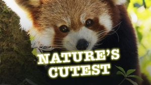 Nature's Cutest's poster