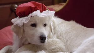 Santa Paws 2: The Santa Pups's poster