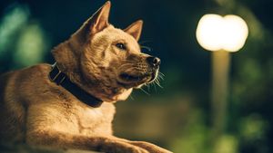Hachiko's poster