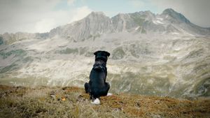 Cody: The Dog Days Are Over's poster