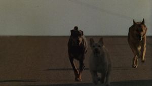 Dogs's poster