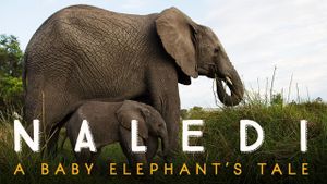 Naledi: A Baby Elephant's Tale's poster