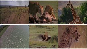 Africa: The Serengeti's poster