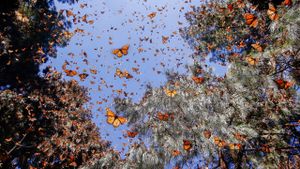 Flight of the Butterflies's poster