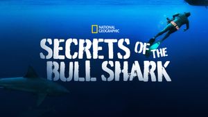 Secrets of the Bull Shark's poster