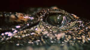 Crocodile's poster