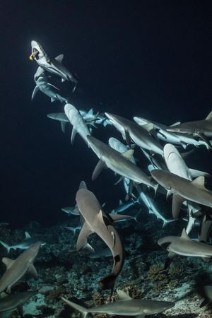 700 Sharks's poster