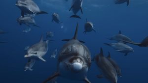 Ocean with David Attenborough's poster