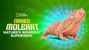 Naked Molerat: Nature’s Weirdest Superhero's poster