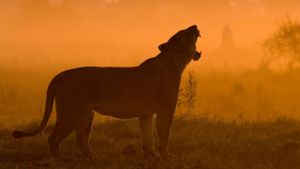 The Last Lions's poster