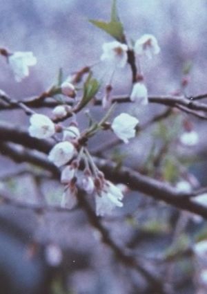 The Cherry Tree with Gray Blossoms's poster