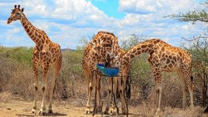 Saving Giraffes: The Long Journey Home's poster