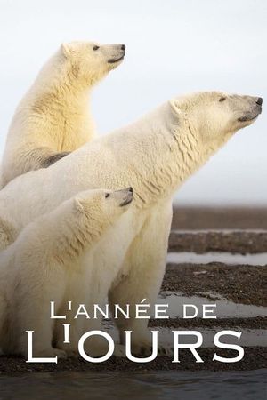L'Année de l'ours's poster
