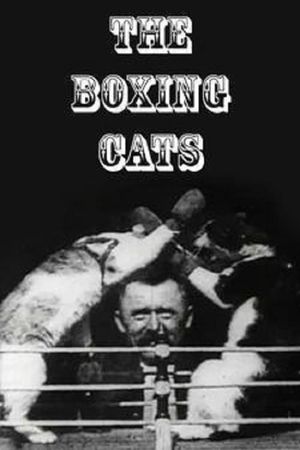 The Boxing Cats's poster
