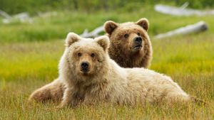 Bears's poster