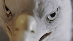 The Animal That Therefore I Am's poster