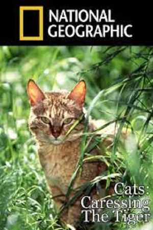 Cats: Caressing The Tiger's poster