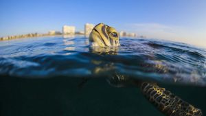 Troubled Waters: A Turtle's Tale's poster