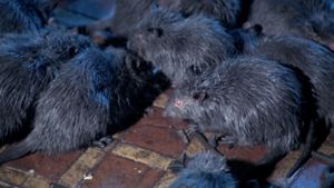 Rats: Night of Terror's poster
