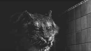 Tyger's poster