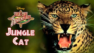 Jungle Cat's poster