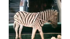 A Zebra Was Stolen's poster