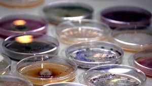 The Kingdom: How Fungi Made Our World's poster