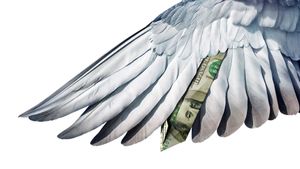 Million Dollar Pigeons's poster