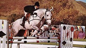The Horse in the Gray Flannel Suit's poster