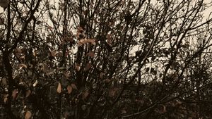 Meshes of an Autumn Afternoon's poster